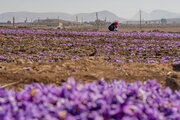 تقویت تعاونی زعفران کاران، گامی برای توسعه ۷۰۰ هکتاری این محصول در گلستان