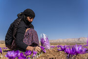 خیز بلند لرستان در کشت زعفران؛ طلای سرخ امسال درخشید