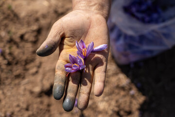 Crimson Threads in Mountain Wind: Lorestan’s Saffron Harvest