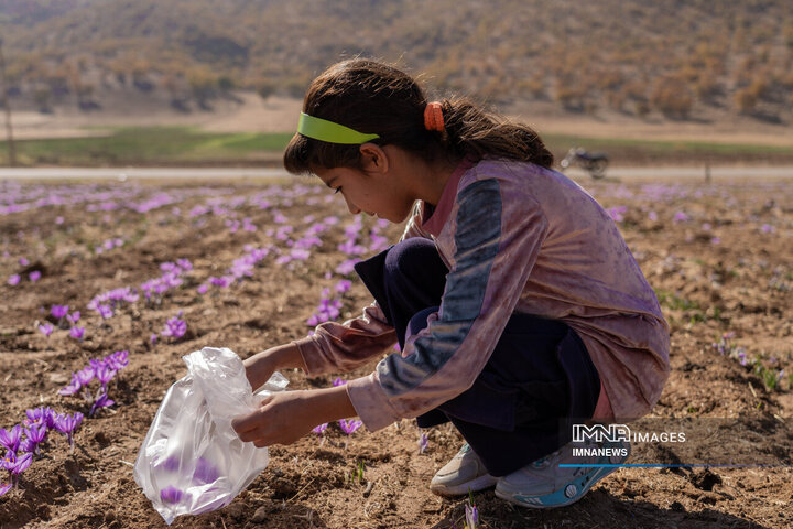 Crimson Threads in the Mountain Wind: Lorestan’s Saffron Harvest