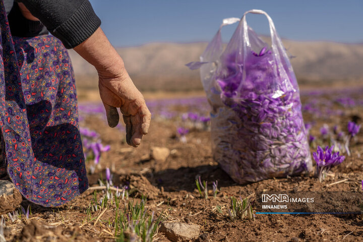 Crimson Threads in the Mountain Wind: Lorestan’s Saffron Harvest