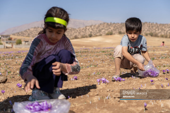 خیز بلند لرستان در کشت زعفران؛ طلای سرخ امسال درخشید