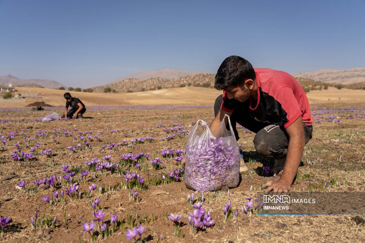 خیز بلند لرستان در کشت زعفران؛ طلای سرخ امسال درخشید