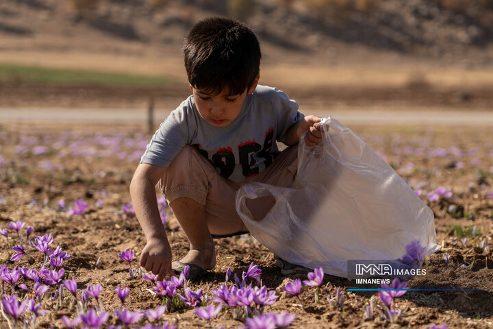 خیز بلند لرستان در کشت زعفران؛ طلای سرخ امسال درخشید
