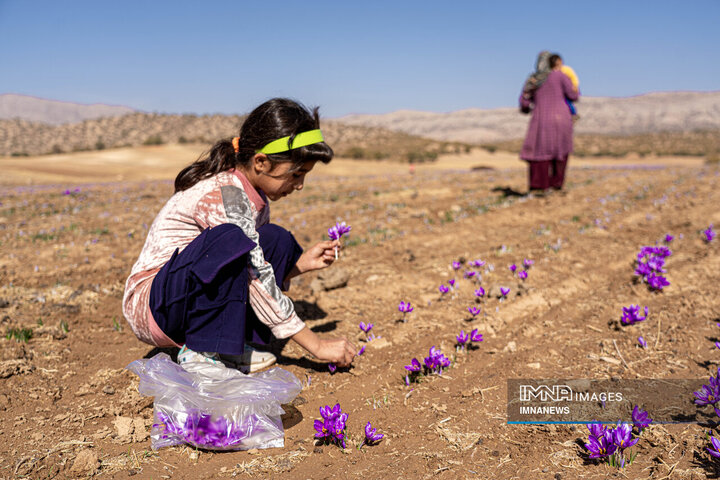 خیز بلند لرستان در کشت زعفران؛ طلای سرخ امسال درخشید