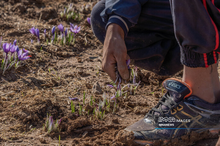 خیز بلند لرستان در کشت زعفران؛ طلای سرخ امسال درخشید