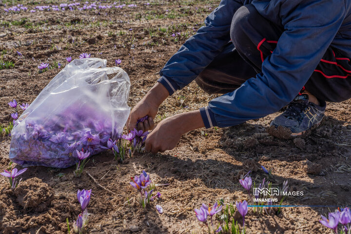 خیز بلند لرستان در کشت زعفران؛ طلای سرخ امسال درخشید