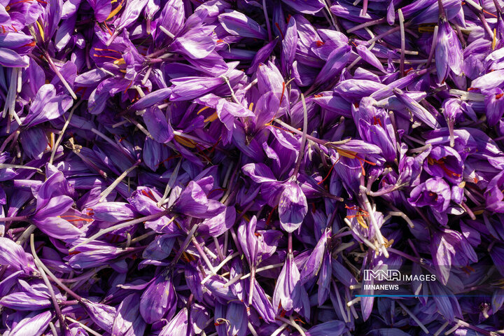 خیز بلند لرستان در کشت زعفران؛ طلای سرخ امسال درخشید