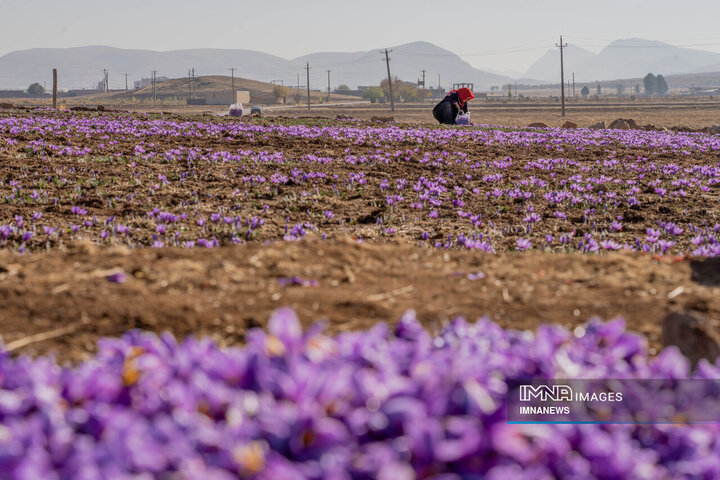 خیز بلند لرستان در کشت زعفران؛ طلای سرخ امسال درخشید