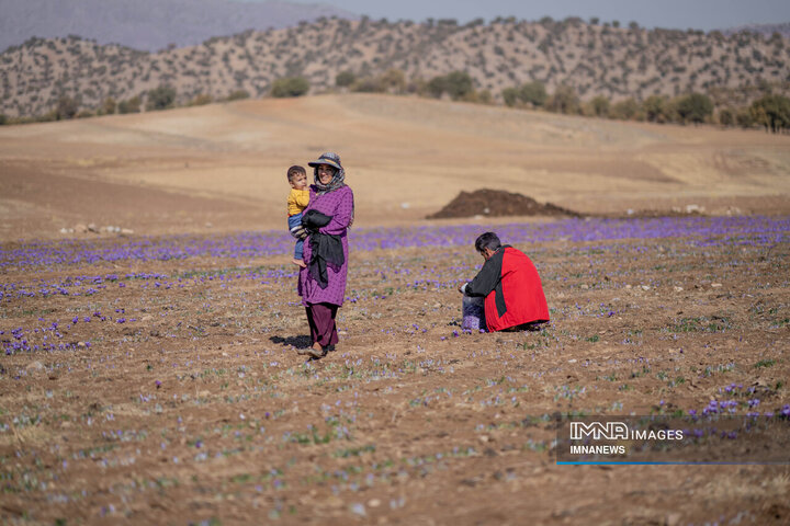 خیز بلند لرستان در کشت زعفران؛ طلای سرخ امسال درخشید