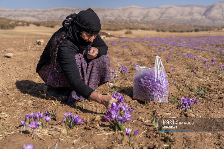 Crimson Threads in the Mountain Wind: Lorestan’s Saffron Harvest