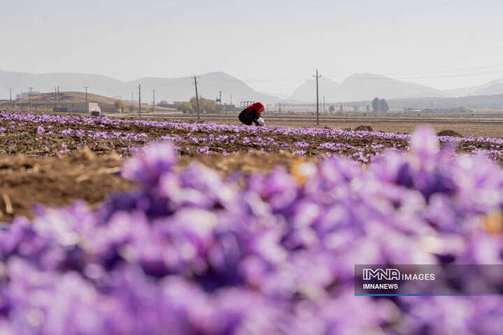 خیز بلند لرستان در کشت زعفران؛ طلای سرخ امسال درخشید