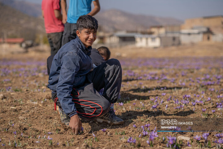 خیز بلند لرستان در کشت زعفران؛ طلای سرخ امسال درخشید