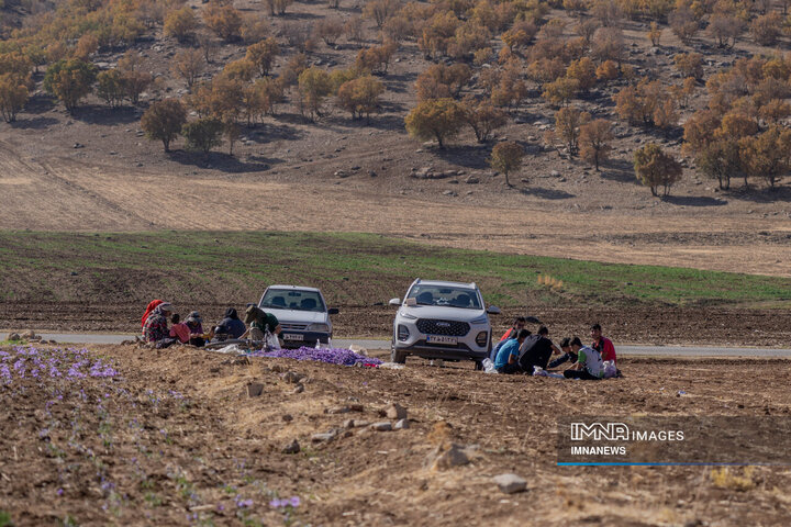 خیز بلند لرستان در کشت زعفران؛ طلای سرخ امسال درخشید