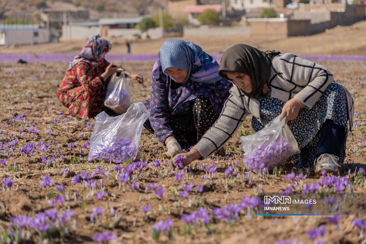 خیز بلند لرستان در کشت زعفران؛ طلای سرخ امسال درخشید