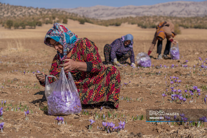 خیز بلند لرستان در کشت زعفران؛ طلای سرخ امسال درخشید