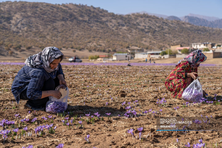 خیز بلند لرستان در کشت زعفران؛ طلای سرخ امسال درخشید