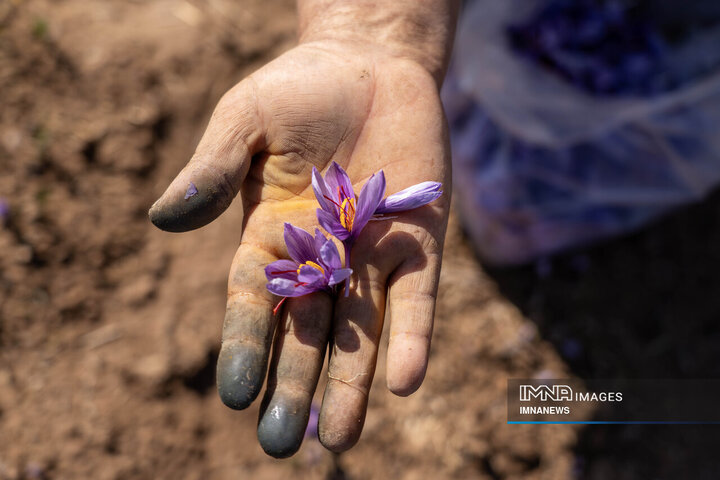 خیز بلند لرستان در کشت زعفران؛ طلای سرخ امسال درخشید
