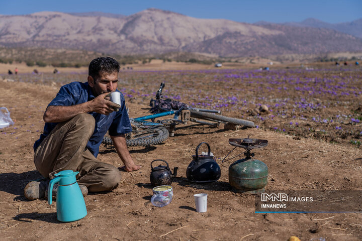 خیز بلند لرستان در کشت زعفران؛ طلای سرخ امسال درخشید