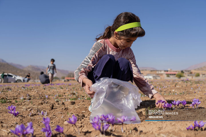 خیز بلند لرستان در کشت زعفران؛ طلای سرخ امسال درخشید