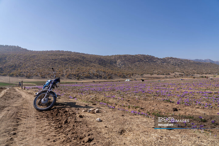 خیز بلند لرستان در کشت زعفران؛ طلای سرخ امسال درخشید