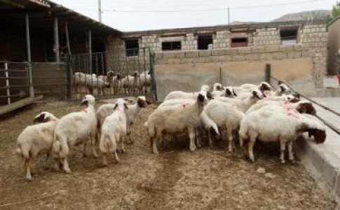 اینجا زندگی دوباره قد می‌کشد