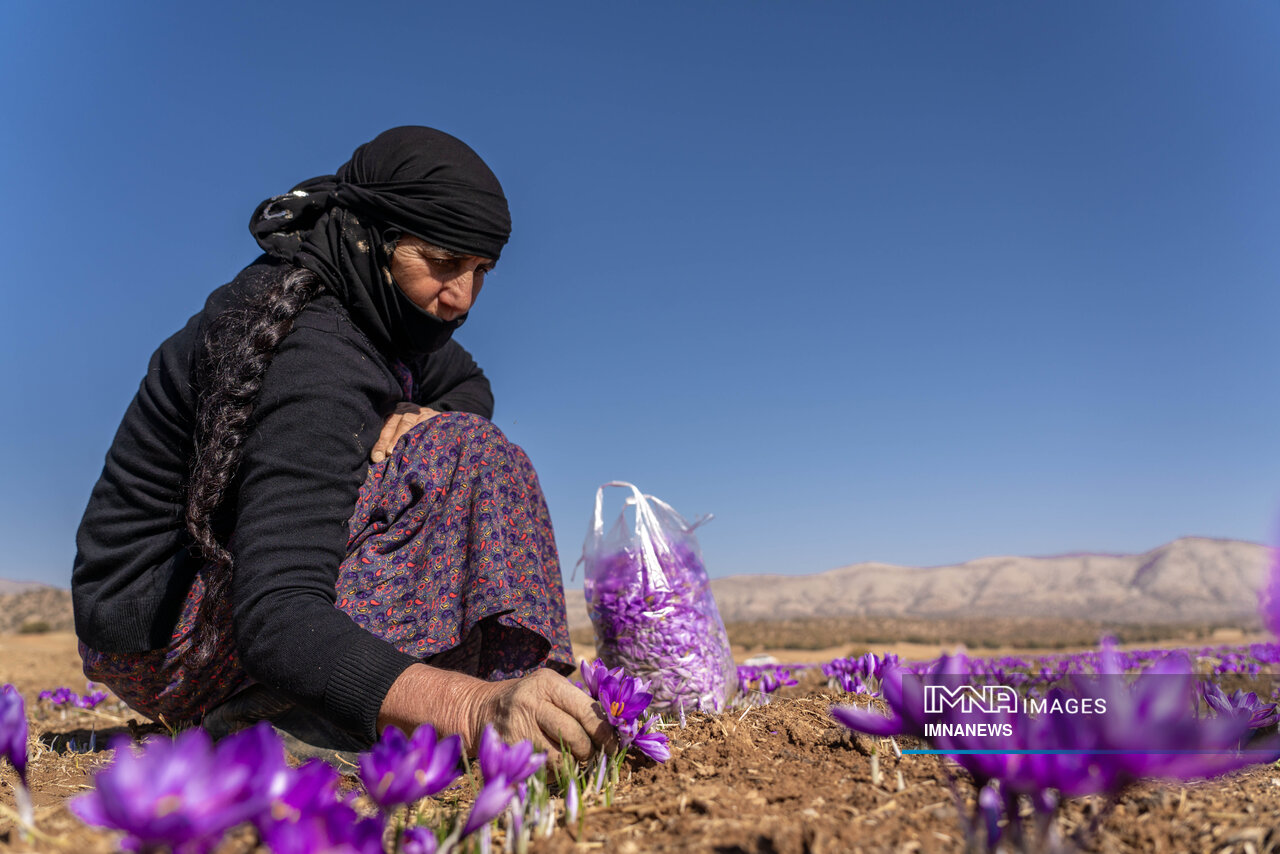 خیز بلند لرستان در کشت زعفران؛ طلای سرخ امسال درخشید