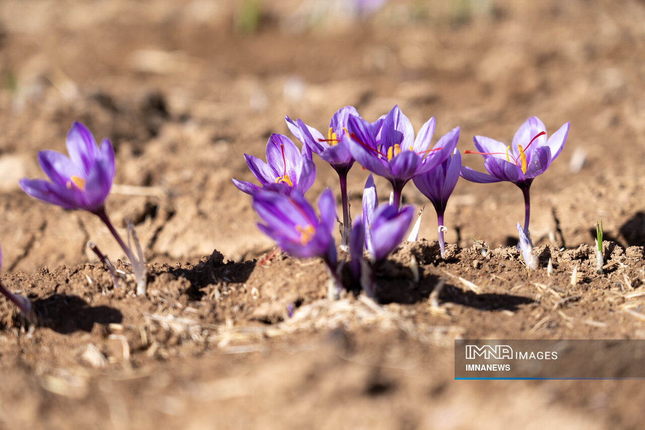 از عوارض زعفران تقلبی آگاهی دارید؟