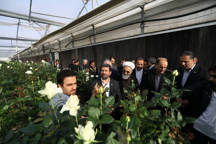 گلخانه هیدروپونیک گل رز شاخه بریده در نهاوند افتتاح شد