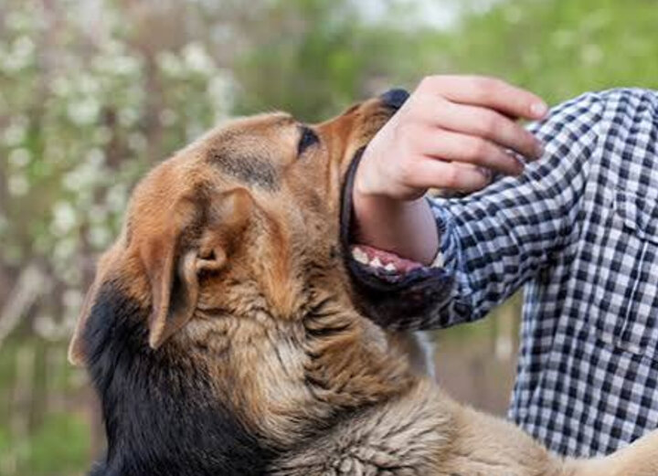 مدیریت سگ‌های بلاصاحب به چالش جدی شهر تبدیل شده است