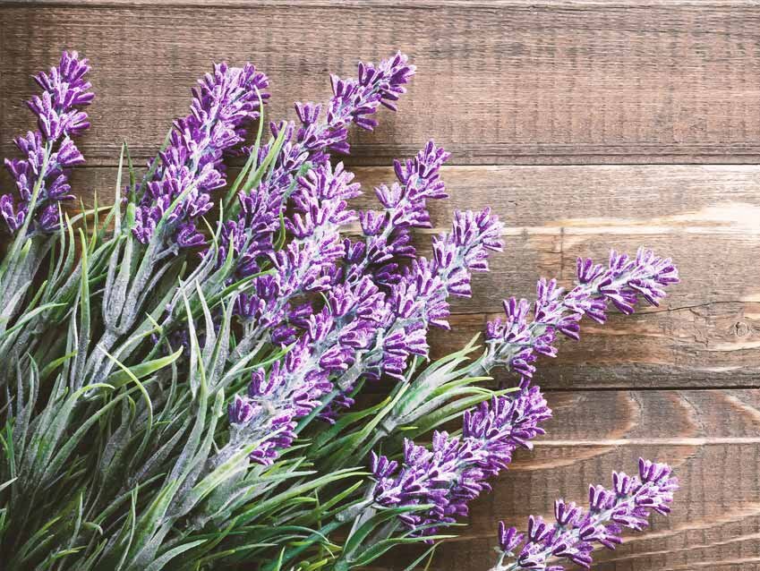 مضرات، فواید و خواص اسطوخودوس | اسطوخودوس چیست و چه فوایدی دارد؟ + کاربرد روغن اسطوخودوس