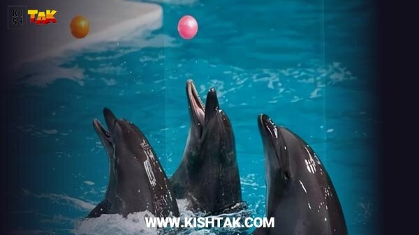 اماکن تفریحی کیش