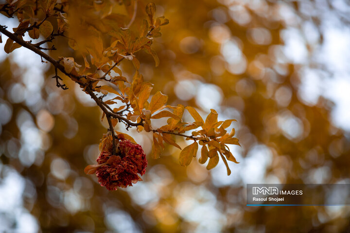 پاییز هزار رنگ اصفهان