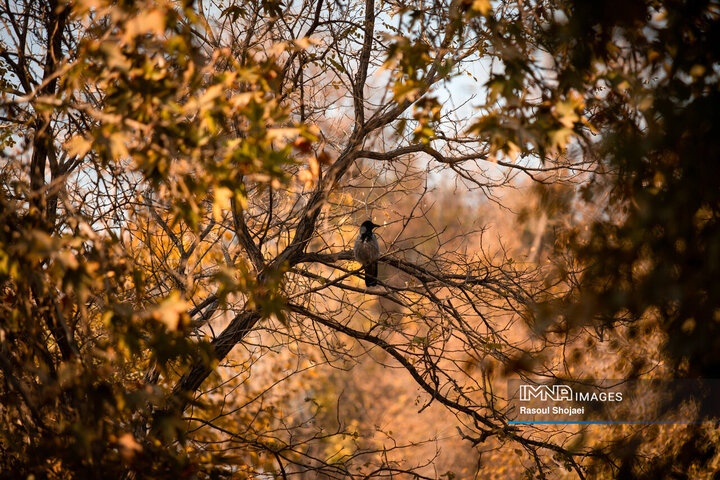 پاییز هزار رنگ اصفهان
