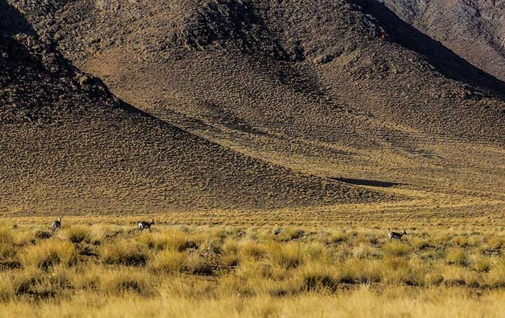 پارک ملی و پناهگاه حیات‌وحش قمشلو، قدیمی‌ترین زیست‌بوم حفاظت‌شده ایران