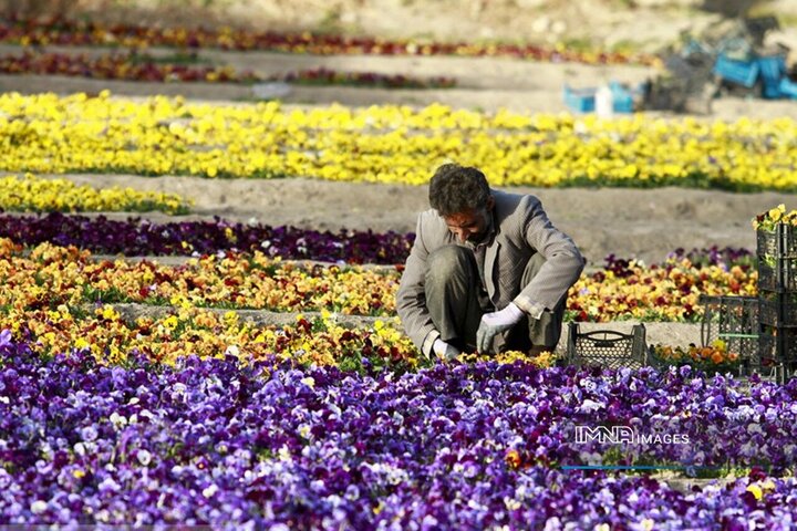 کاشت بیش از ۲۰ هزار مترمربع گل بنفشه در منطقه ۵ اصفهان