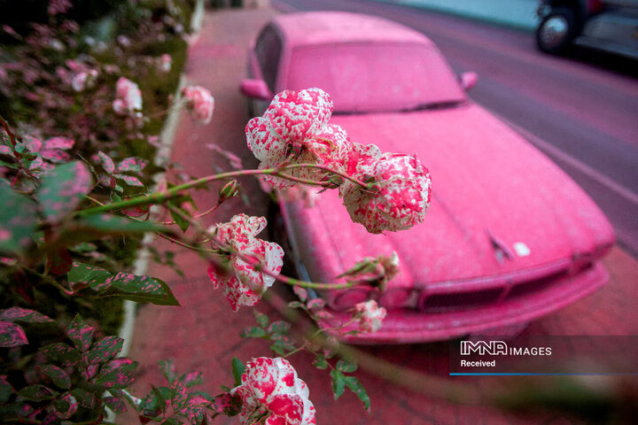 گل‌ها و یک ماشین با پوشش ضد حریق پوشانده شده‌اند، آتشسوزی در کالیفرنیا