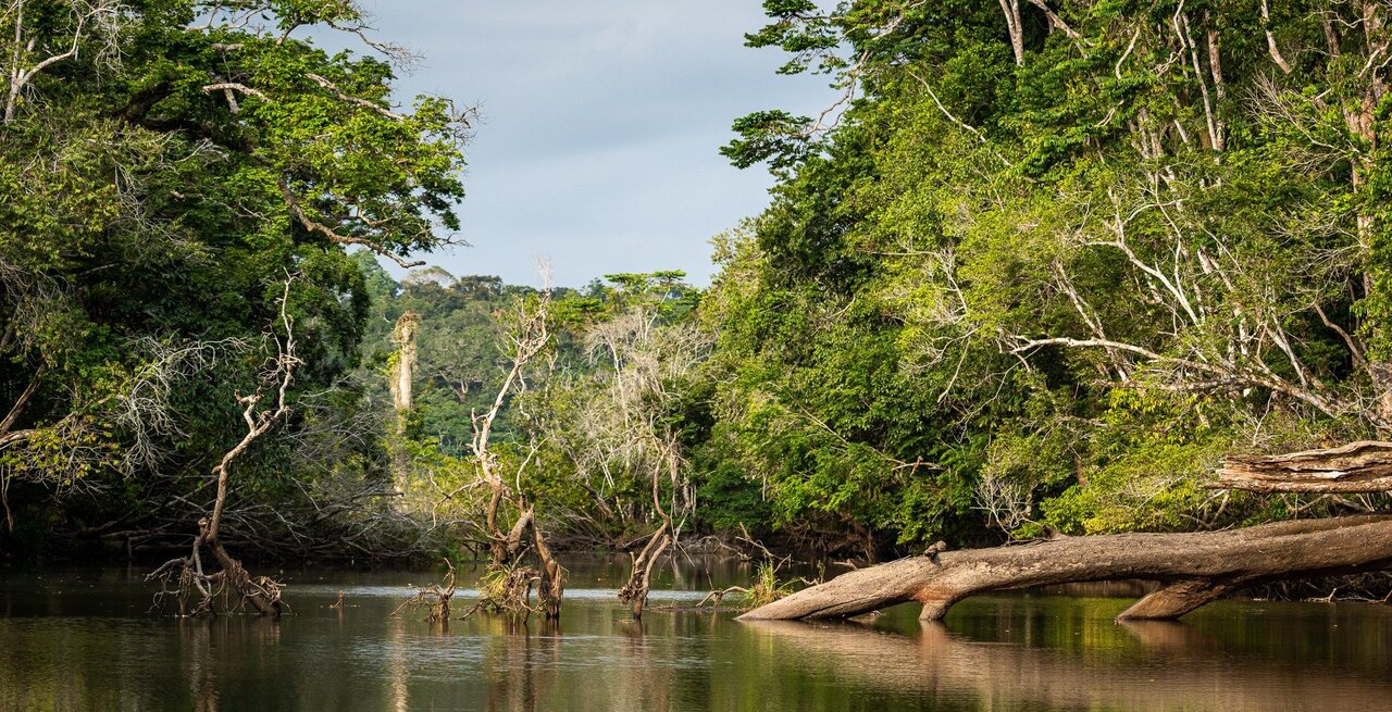 سرزمین جنگلها کجاست؟