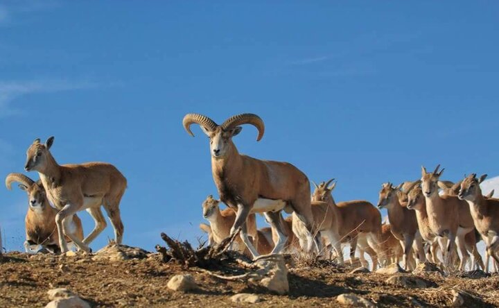 آغاز سرشماری زمستانه پستانداران در زیستگاه‌های کردستان