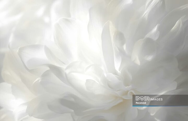 رنگ سال ۲۰۲۶ کمپانی پنتون اعلام شد + سفید ابری «Cloud Dancer»