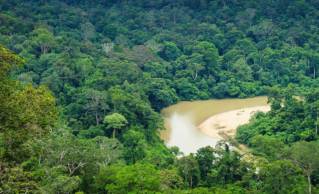 کهن‌ترین جنگل‌های بارانی جهان + عکس