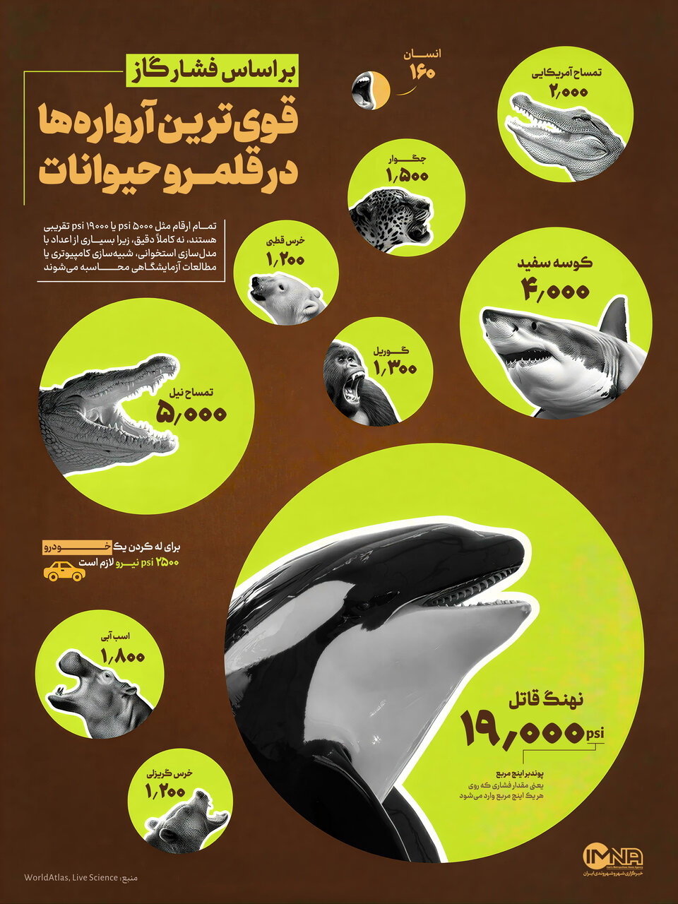 کدام حیوانات آروارههای قویتری دارند؟