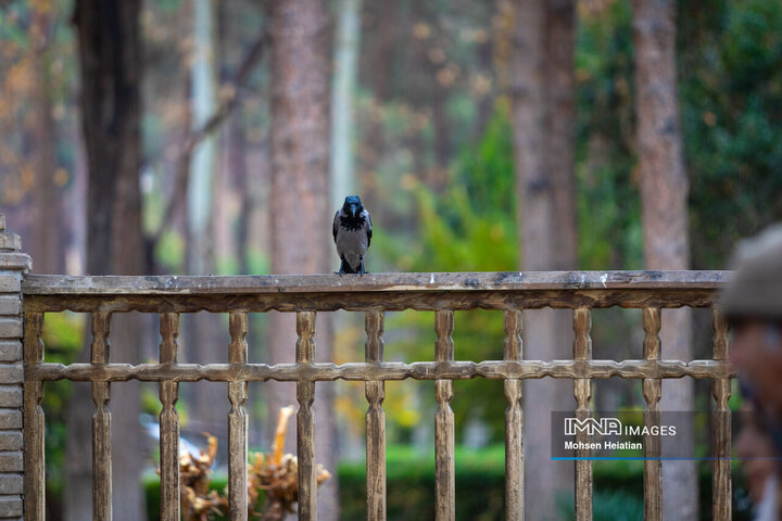 طراوت باران پاییزی در اصفهان
