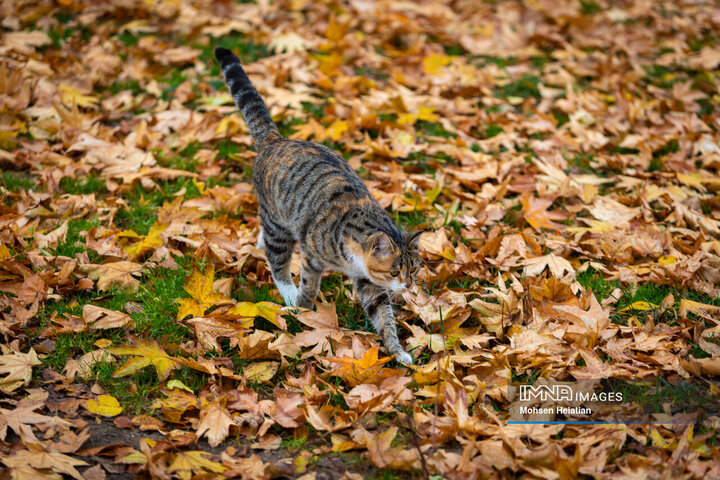 طراوت باران پاییزی در اصفهان