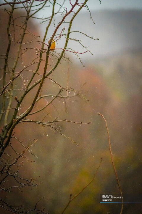 پاییز بارانی در آبشار بیشه؛ جلوه‌ای تازه از طبیعت لرستان