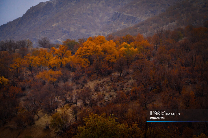 بیشه لرستان