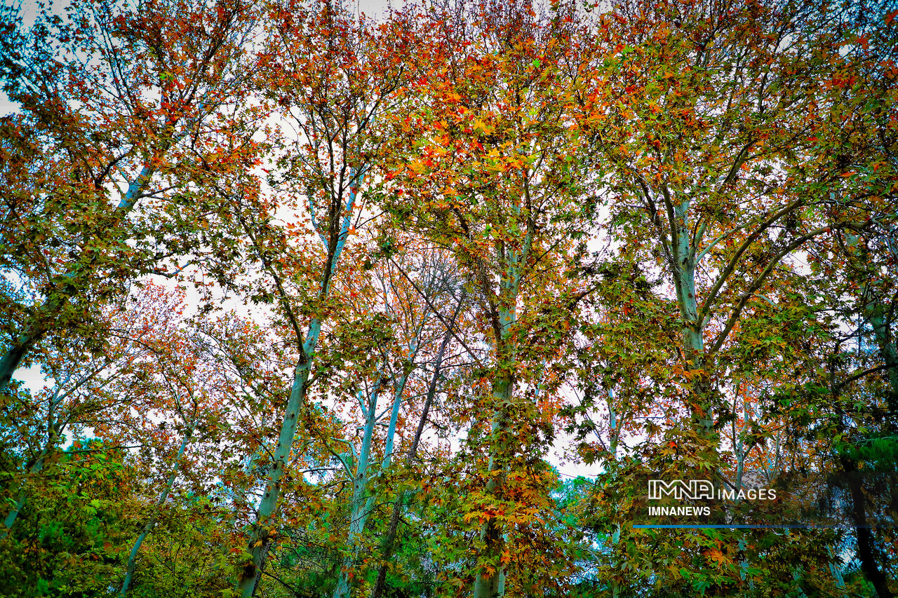 آخرین روزهای پاییز؛ اصفهان در قاب رنگ و برگ