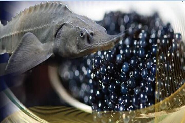 تولید ثروت با تکیه بر اقتصاد دریا محور