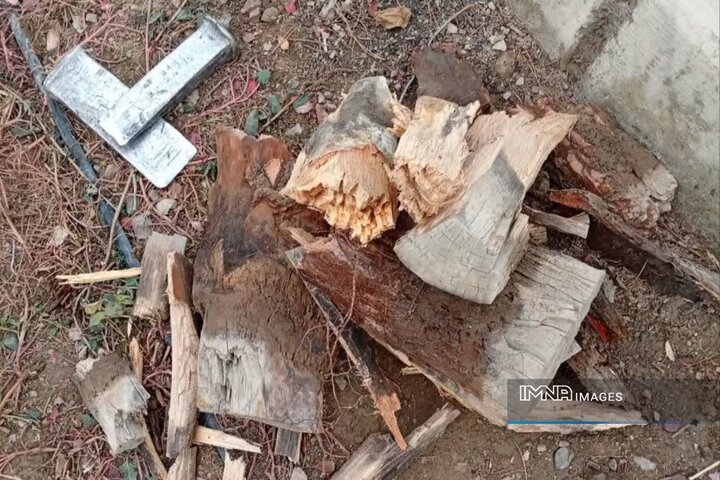 کنده‌کنی ۴۶۹ درخت خشک و خطرساز در منطقه ۶ اصفهان طی آذر