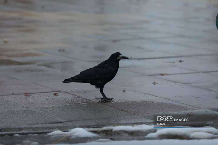 اراک؛ پاییزی که به زمستان سلام کرد